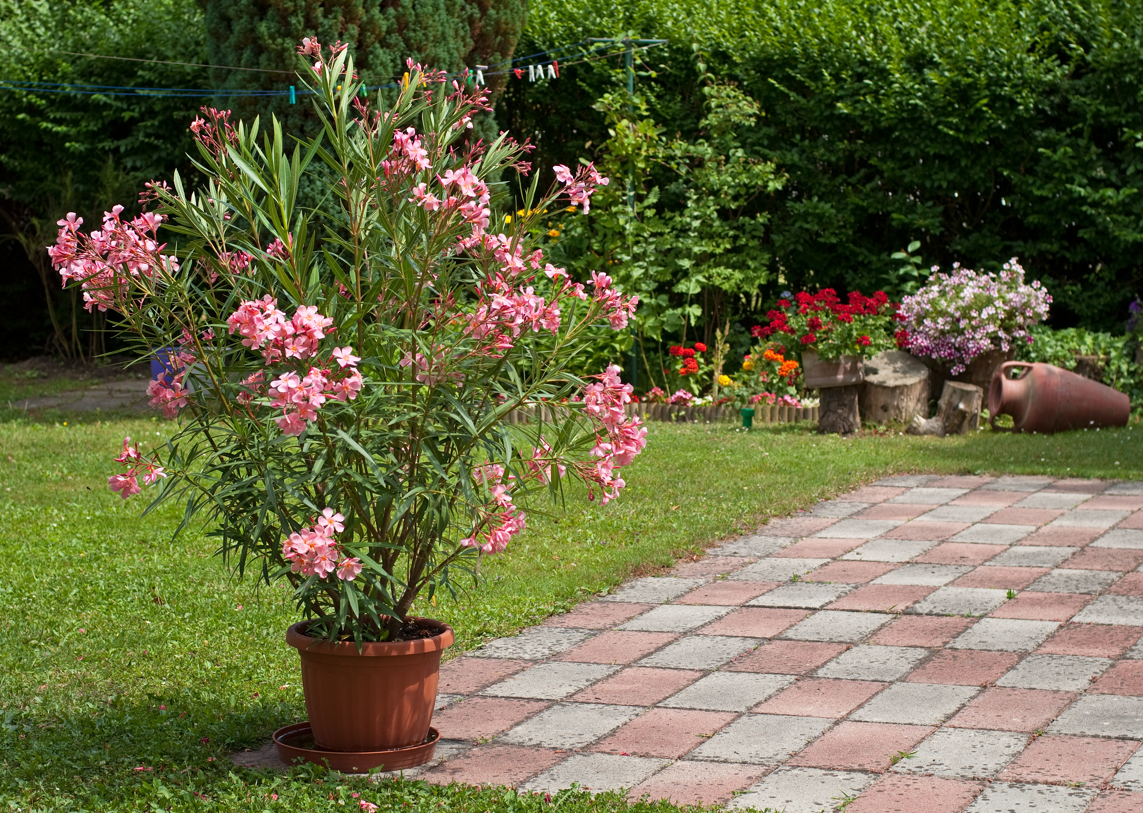 Rosa blühender Oleander in einem Topf im Garten