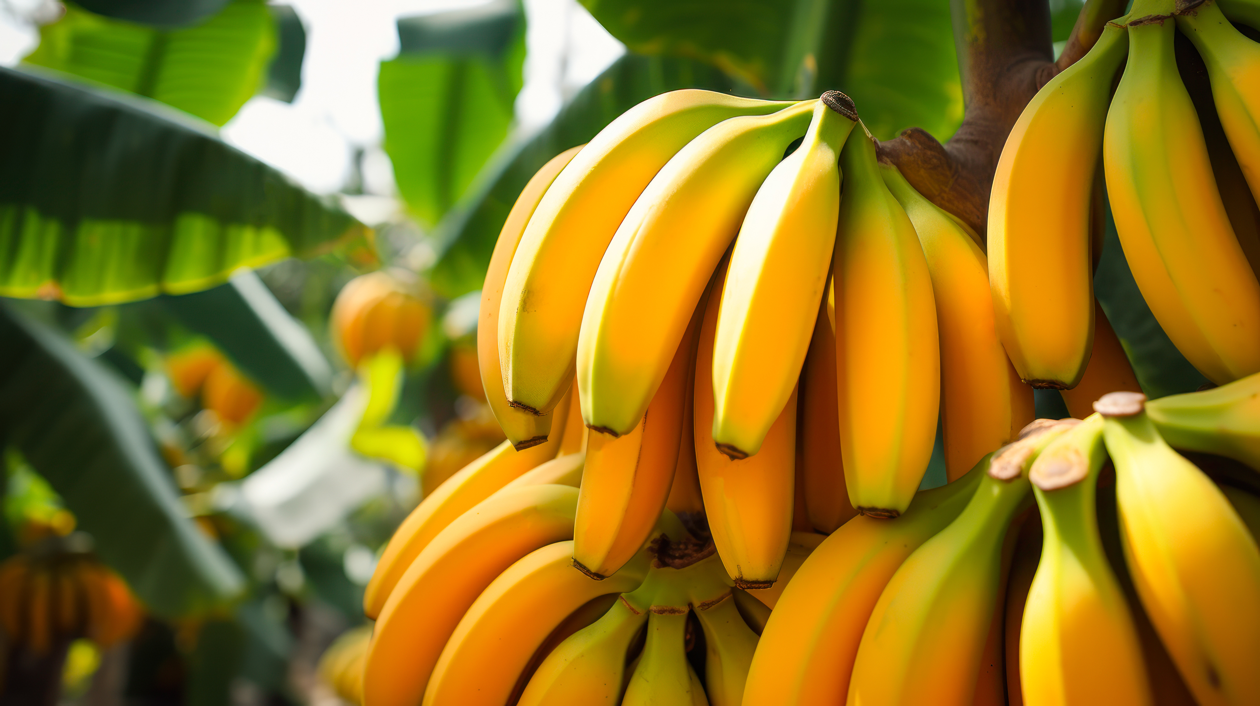 Gelbe Bananen am Baum